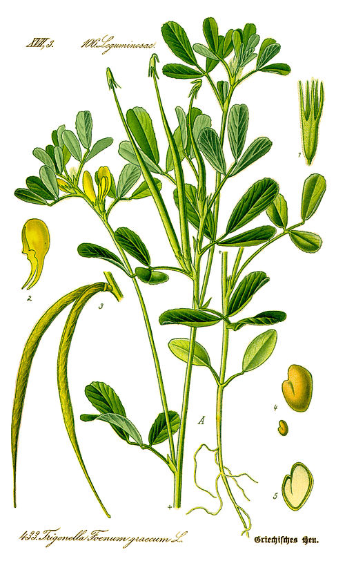 Fenogreco (Trigonella Foenum Graecum)