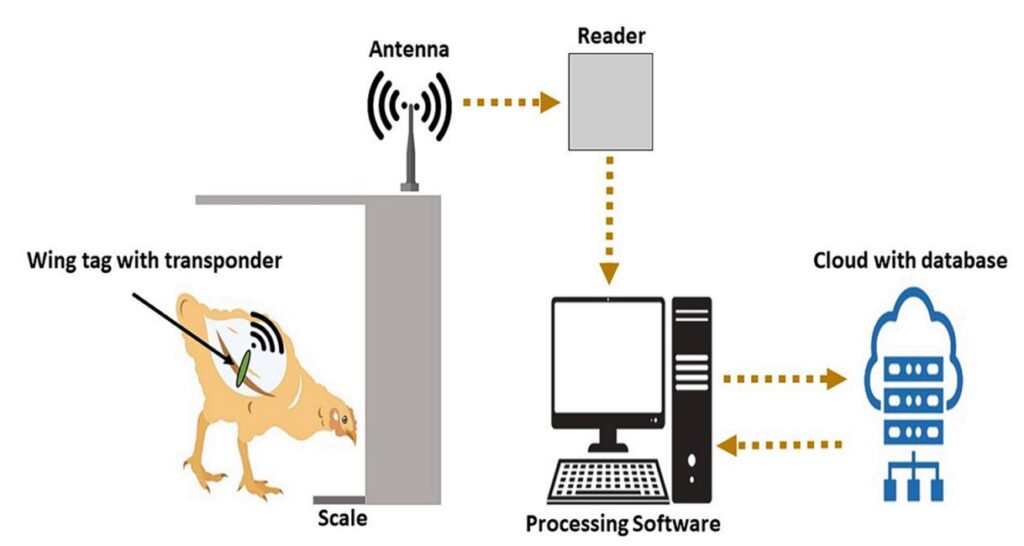 Fig. 1. Representación esquemática del proceso de adquisición de los datos en bruto de las visitas por parte del pollo a los comederos. 
Durante la visita al comedero, el transpondedor adherido al ala del broiler se activa automáticamente al estar próximo a la antena receptora y transmite los datos, que son decodificados por el lector y enviados al servidor local. La información procesada se almacena en una base de datos en la nube.