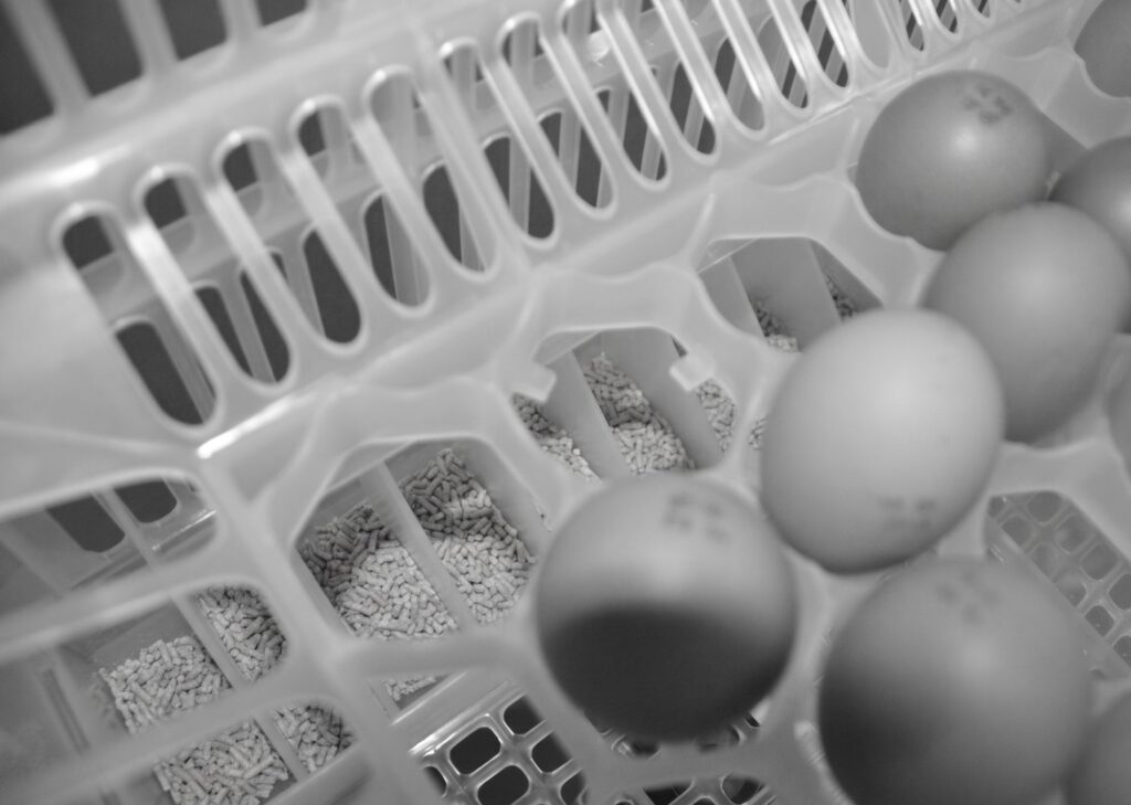 In 2014 we were also able to see the practical application of the concept of feeding chicks from minute 1 after hatching, with HatchTech hatcher trays incorporating feed and water.